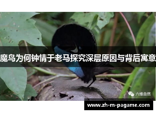 魔鸟为何钟情于老马探究深层原因与背后寓意 魔鸟为何钟情于老马探究深层原因与背后寓意